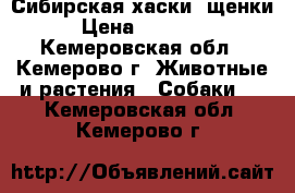 Сибирская хаски  щенки › Цена ­ 13 000 - Кемеровская обл., Кемерово г. Животные и растения » Собаки   . Кемеровская обл.,Кемерово г.